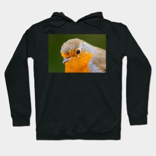 Robin Redbreast Hoodie